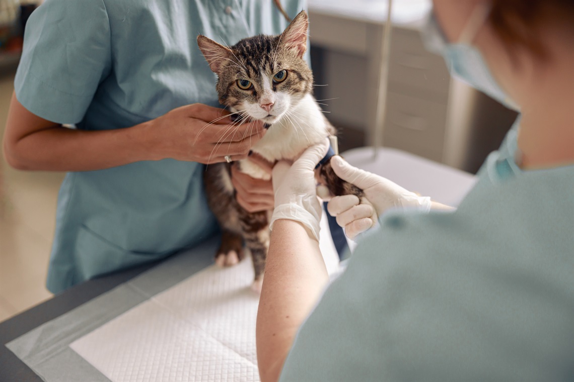 veterinarian-examines-cat-paw-with-tourniquet-whil-2022-01-19-00-01-40-utc.jpg