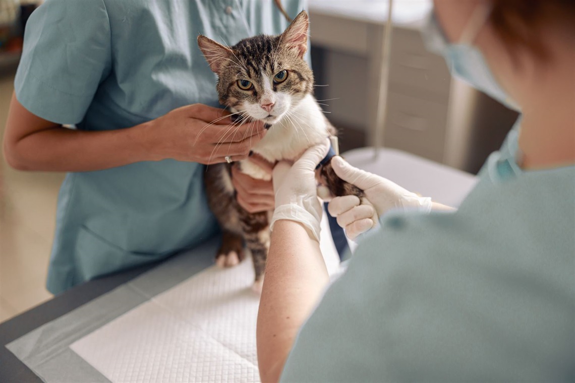 veterinarian-examines-cat-paw-with-tourniquet-whil-2022-01-19-00-01-40-utc.jpg