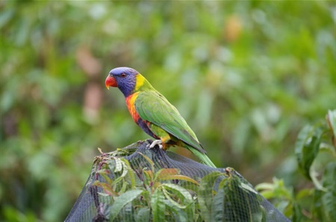 Lorikeet perched on the top of a tree covered with legal netting
