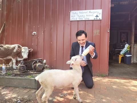 Mayor - Animal Land.jpg