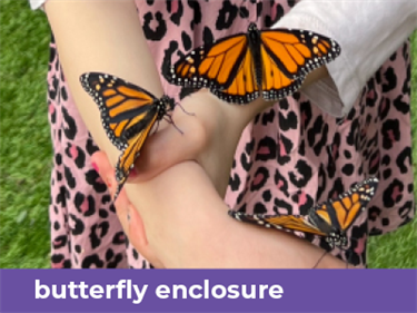orange butterflies on young person's hands