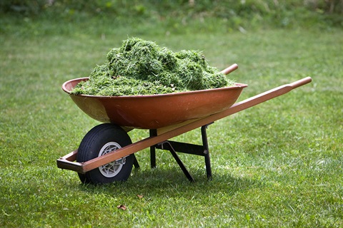 Wheelbarrow filled with grass clippings