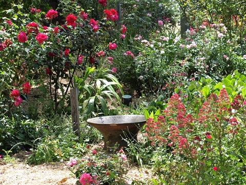 alister-clark-rose-garden-7.jpg