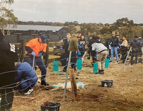 Crowd of people planting trees along a fence line. 