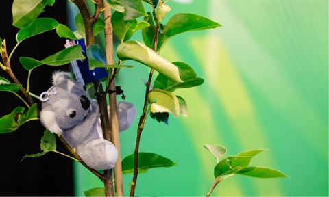 citizenship ceremony.jpg