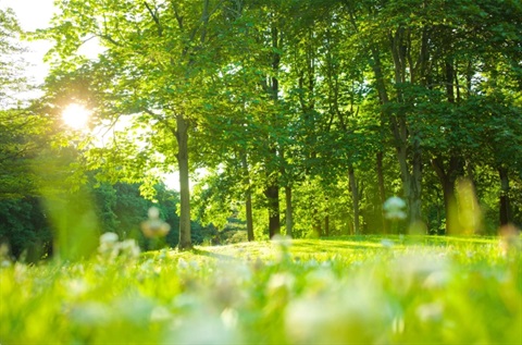 Spring-SHP-Banner.jpeg