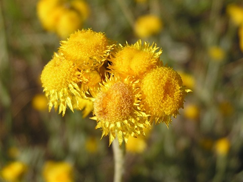Chrysocephalum apiculatum yellow wildflower