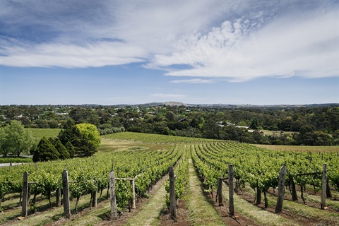 Vineyard in Sunbury