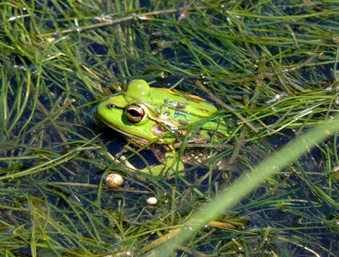 A Growling Grass Frog is nestled in amongst green grass