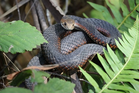 Wildlife photograph showing a dark, red-marked snake coiled among green fern leaves and branches.